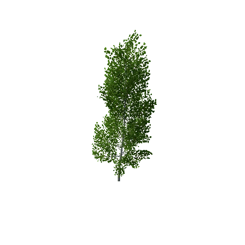 TreeBirch01