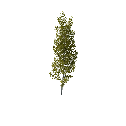 TreeBirch03