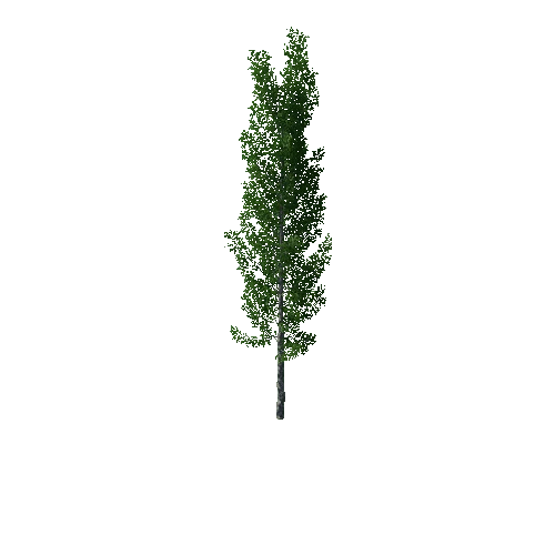 TreeBirch07