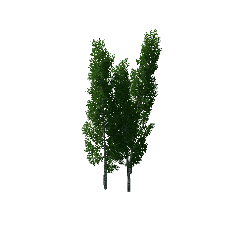 TreeBirchGroup01