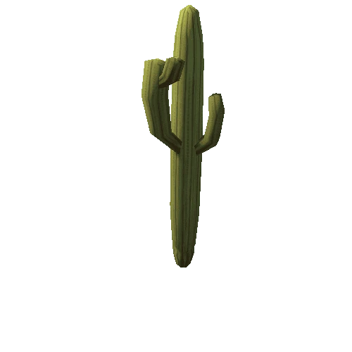 Cactus1_1