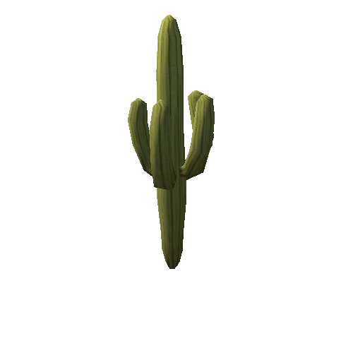 Cactus1_5