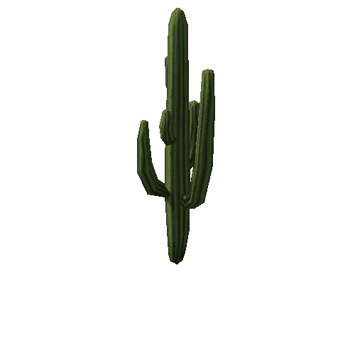 Cactus1_6