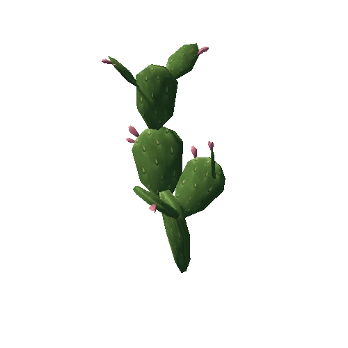 Cactus2_2