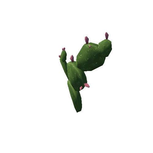 Cactus2_3