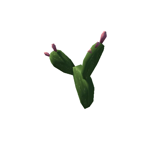 Cactus2_6