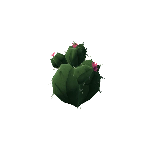 Cactus3_3