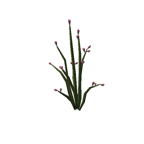 Cactus4_1