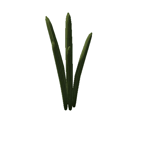 Cactus4_3