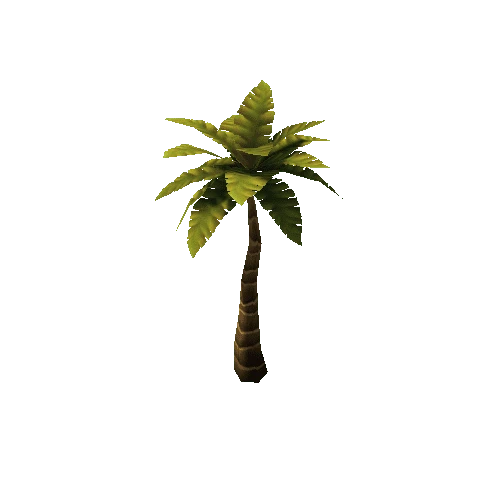 Palm1_6