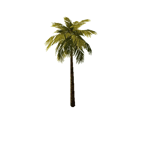 Palm3_10