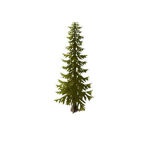 pine_tree_b