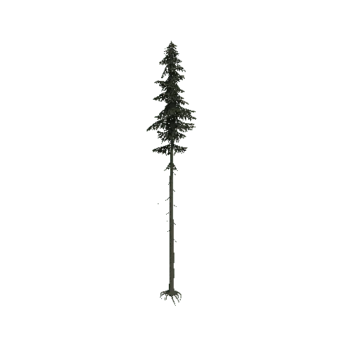 ConiferTreeBig03