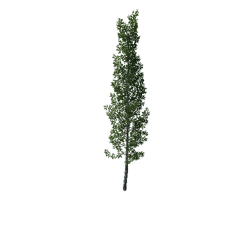 TreeBirch06