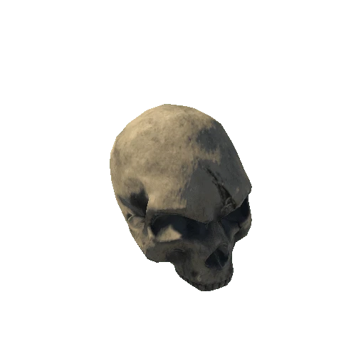 Skull_NoJaw