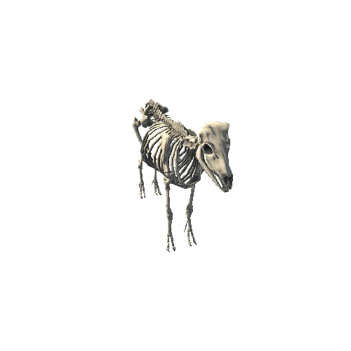 BighornSheep_M_Bones_Prefab