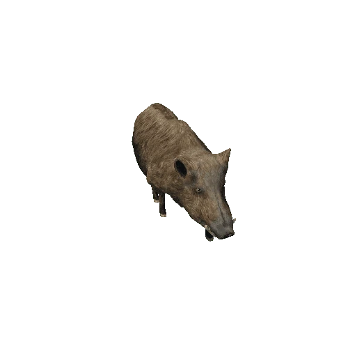 Boar