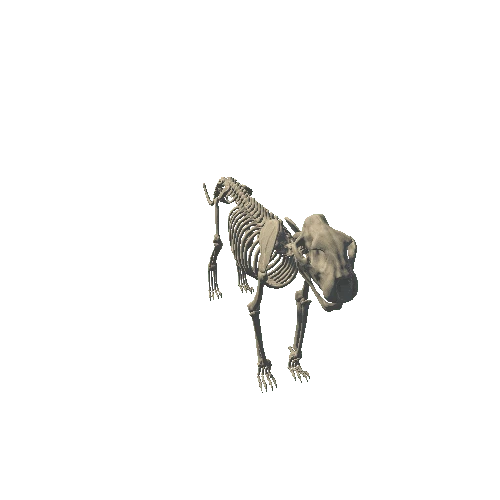 Lion_F_Bones_Prefab