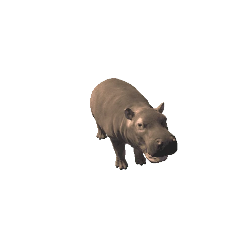 Hippopotamus_Y_Prefab
