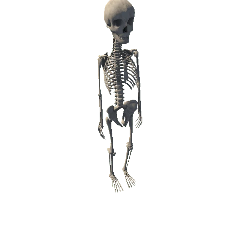 SimpleSkeleton