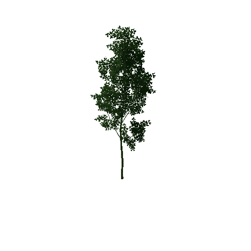 TreesBIG03
