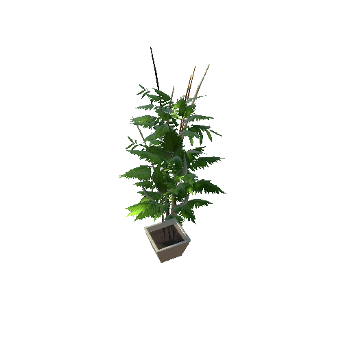 Plant