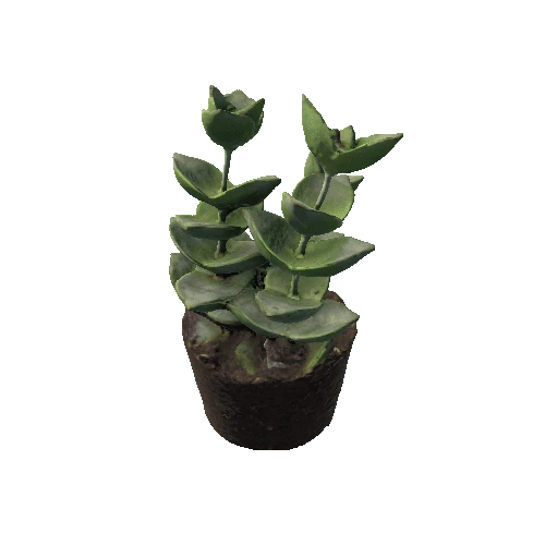 crassula_moonglow_FBX