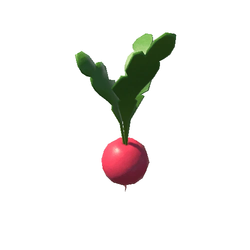 Radish