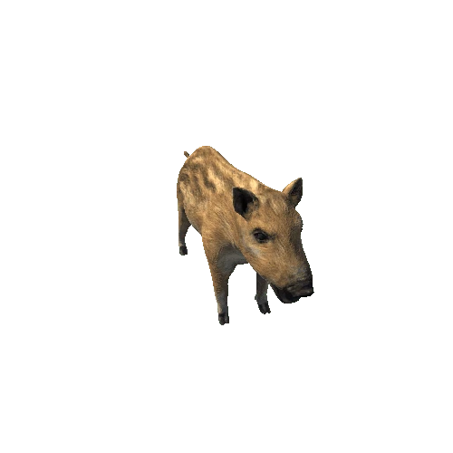 Baby_Boar_SV_RM_HP