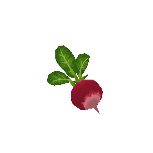 Radish