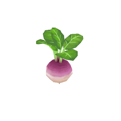 Turnip