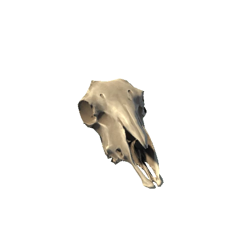 Bone_01