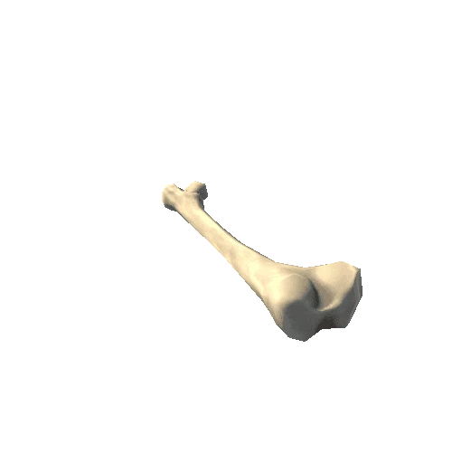 Bone_06