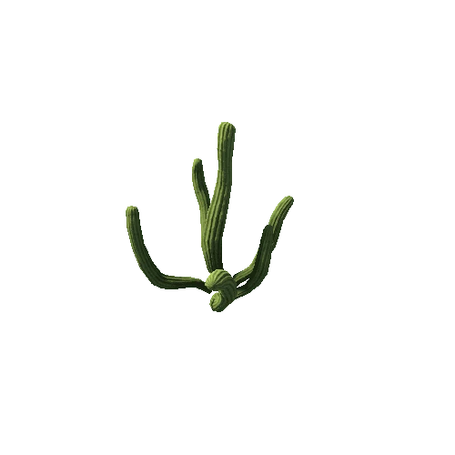 Cactus_Large_1