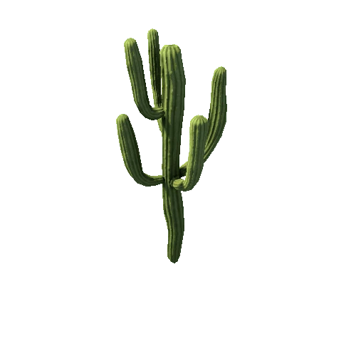 Cactus_Large_3