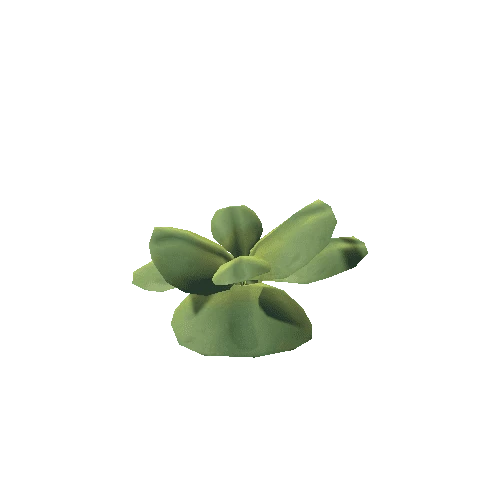 Plant_10