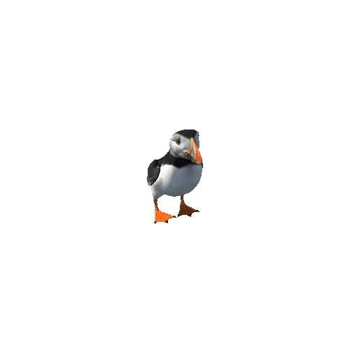 Puffin