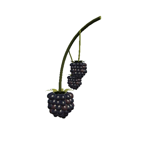 Blackberries_Branch