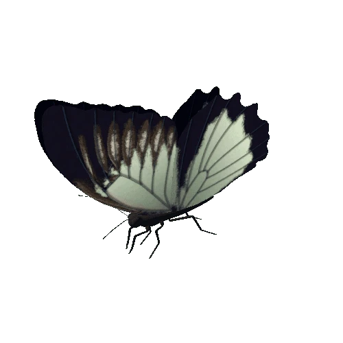 Butterfly_Animated_11_v1