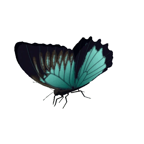 Butterfly_Animated_11_v2