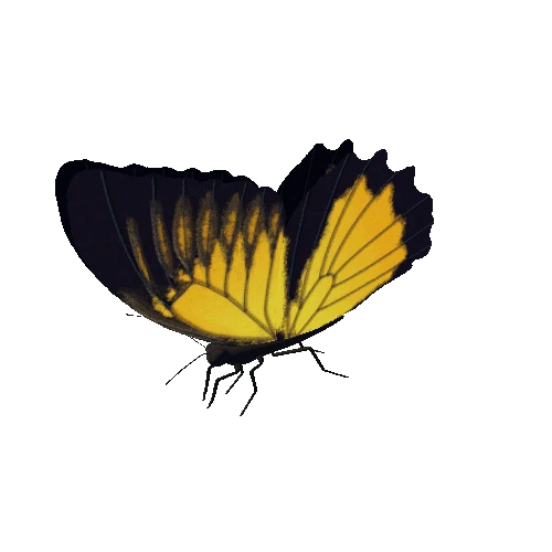 Butterfly_Animated_11_v3