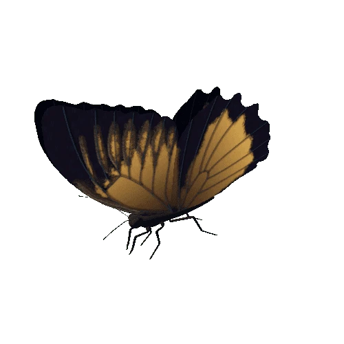 Butterfly_Animated_11_v4