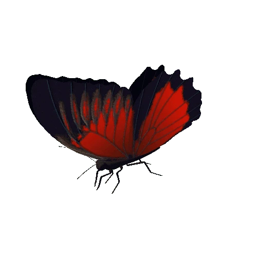 Butterfly_Animated_11_v5