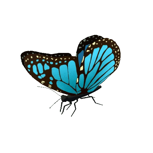 Butterfly_Animated_1_v1