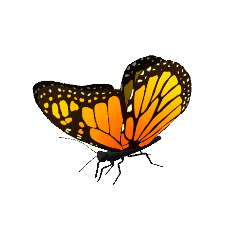 Butterfly_Animated_1_v2