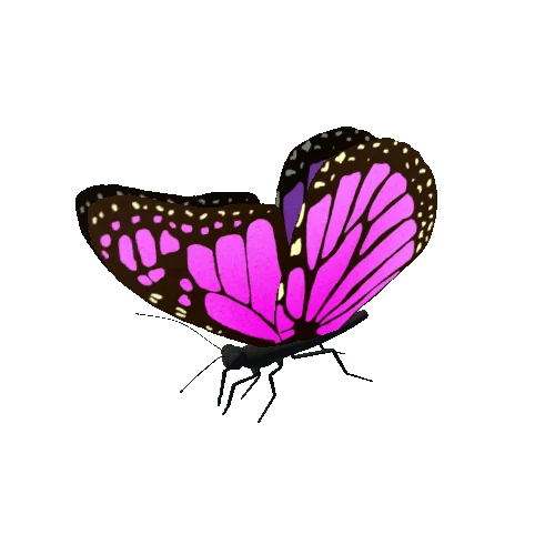 Butterfly_Animated_1_v3