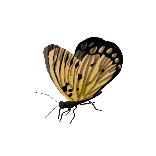 Butterfly_Animated_2_v1