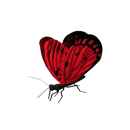 Butterfly_Animated_2_v2