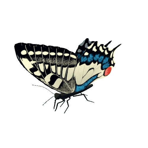 Butterfly_Animated_3_v3