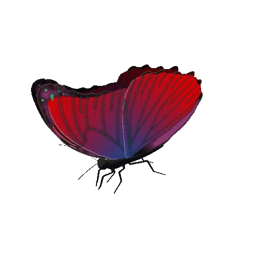 Butterfly_Animated_5_v2